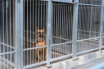 Shelter life of brown dog. Abandoned dog in rescue shelter, brown fur, loyal heart. Adopt, rescue,...