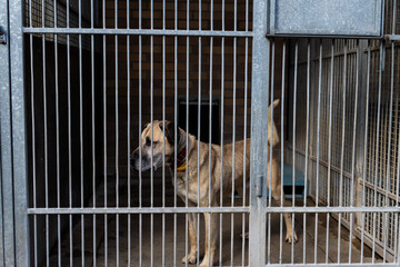Shelter life of brown dog. Abandoned dog in rescue shelter, brown fur, loyal heart. Adopt, rescue,...