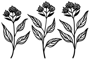 Milkweed Simple Botanical Vector
