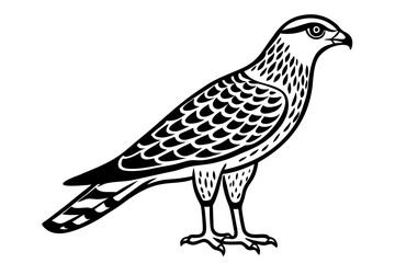 Obraz premium Northern Harrier Vector Line Drawing
