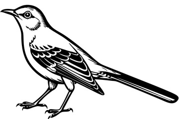 Northern Mockingbird Vector Drawing