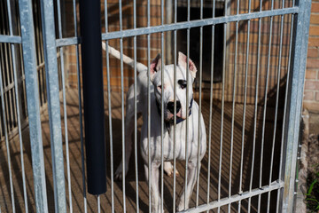Adopt rescue dogs. Shelter dog need love and care. Homeless dog waiting for adoption in shelter...