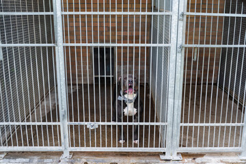 Lonely dog waiting for adoption in a shelter kennel. Sad dog in an animal shelter cage. Abandoned...
