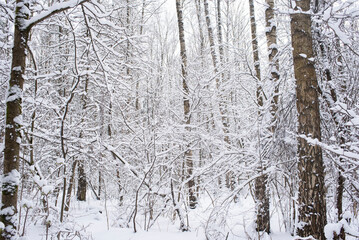 Snowy winter forest. Winter in Moscow.