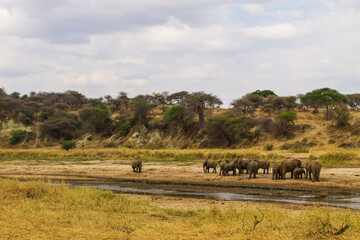 Herd of african elephants in Tarangire National Park, Tanzania