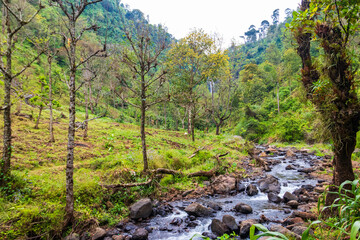 Tranquil stream winds its way through the rainforests of Mount Kilimanjaro in Tanzania