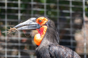 A Southern Ground-Hornbill at a local zoo