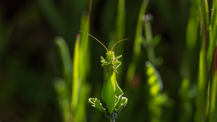 Green grasshopper on a leaf