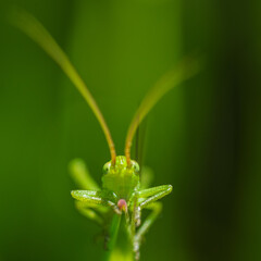 Green grasshopper on a leaf
