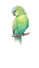 A colorful parakeet on a branch with radiant feathers in shades of green and blue set against a clean white background