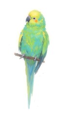 A colorful parakeet on a branch with radiant feathers in shades of green and blue set against a clean white background