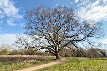 Old english mature oak tree in spring alongside park path