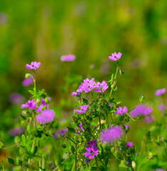 A cluster of dove's-foot crane's-bill, their pink color standing out from a green and brown background on an early spring day