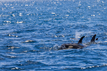 Fototapeta premium シャチ