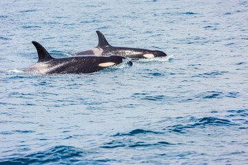 Fototapeta premium シャチ