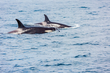 Fototapeta premium シャチ