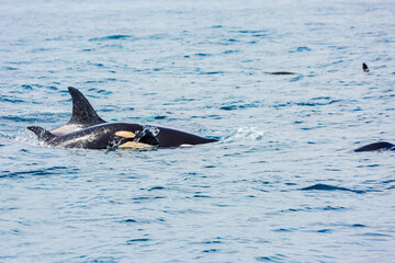 Fototapeta premium シャチ