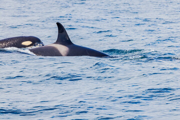 Fototapeta premium シャチ