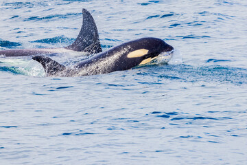 Fototapeta premium シャチ