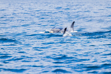 Fototapeta premium シャチ