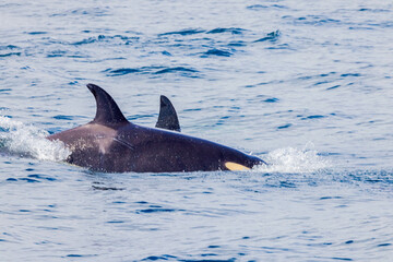 Obraz premium シャチ