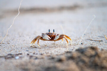 horned ghost crab, Ocypode ceratophthlmus, tropical beach coastal ocean Queensland Australia, native marine wildlife