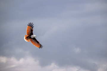 White bellied sea eagle, Icthyophaga leucogaster, coastal bird of prey, isolated in flight against cloudy sky, Australian native