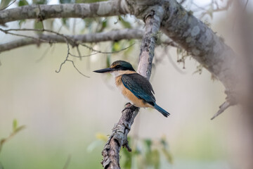 Sacred Kingfisher, Todiramphus sanctus, native bird Australia, perched on branch, Queensland forest tree, Australiana