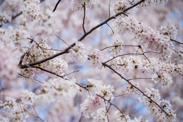 blooming cherry tree