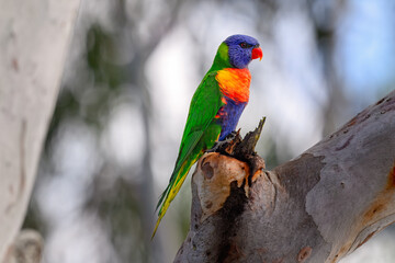 rainbow lorikeet bird, Trichoglossus moluccanus, colourful colorful native parrot, close closeup macro detail, plumage feathers, Queensland Australia