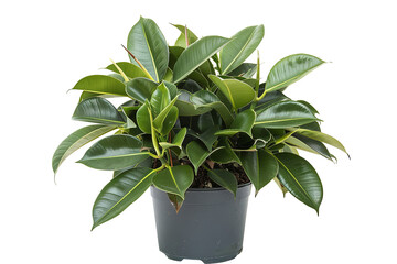 Lush potted plant with glossy, dark green leaves and red sheaths, growing indoors in a gray container against a transparent background