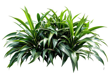 Fototapeta premium Lush, vibrant foliage featuring smooth, striped leaves in a cluster, isolated against a transparent background