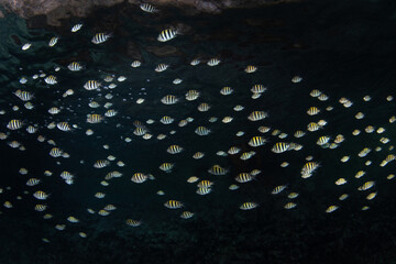 A school of sergeant major damselfish swims along the undercut of a limestone island in Raja Ampat, Indonesia. This area harbors extraordinary fish diversity.