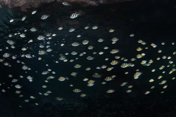 A school of sergeant major damselfish swims along the undercut of a limestone island in Raja Ampat, Indonesia. This area harbors extraordinary fish diversity. © ead72