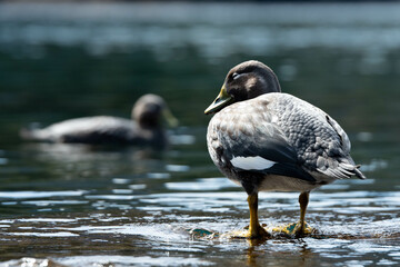 great crested grebe