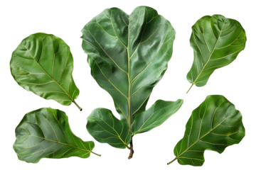 Six fiddle leaf fig leaves sit around a central leaf with bright green hues and defined veining against a transparent background