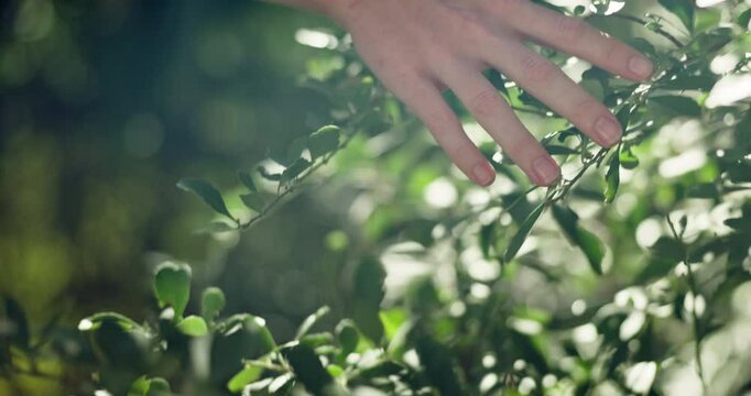 Outdoor, hand and person by bush of plants for sustainability, eco friendly or horticulture. Nature, garden and closeup of botanist touch green leaves for connection in park for ecology environment.