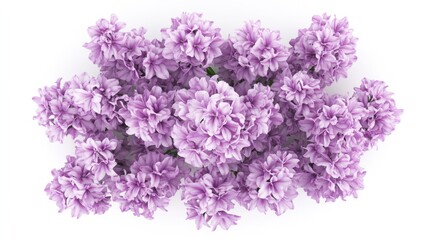 Lilac hyacinths cluster, a top-down view.