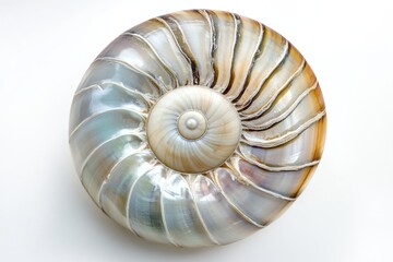 Obraz premium Nautilus shell, spiral, ocean, white background, nature, design, texture, iridescent, decorative, close-up