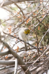 Verdin bird preening its feathers in the morning sun