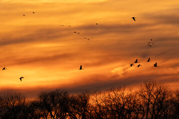 Sandhill cranes at sunset; Crane Trust; Nebraska 