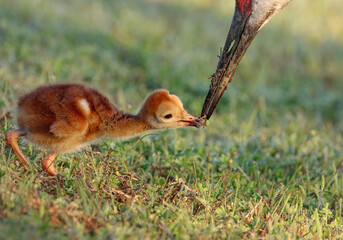 Sandhill Crane Feeding Time Mom Dad Colt Chick 