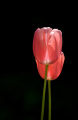 elegant tulips backlit at garden in spring