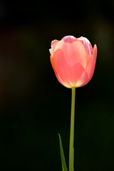 elegant tulips backlit at garden in spring