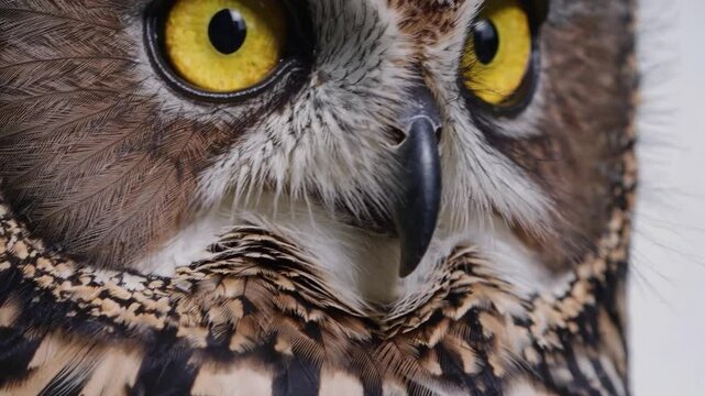 Eurasian eagle-owl displaying dynamic head movements, revealing nuanced facial expressions against pristine white background, showcasing avian intelligence and emotional range