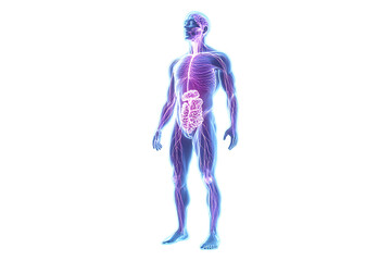Glowing human body with nervous system and respirator isolated on transparent background
 
