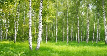 Lush birch forest panorama capturing serene natural beauty and tranquil greenery - Powered by Adobe