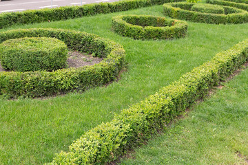Landscape design with cut bushes in the form of circles