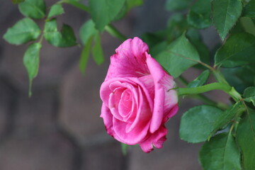 Pink roses are blooming in the garden.