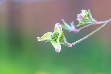 桜が終わる頃、ハナミズキがみずみずしく可憐な花を咲かせる